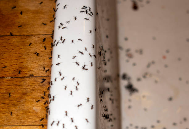 Best Best Pest Control Companies  in Peekskill, NY